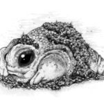 Phillip the Turtlefrog
