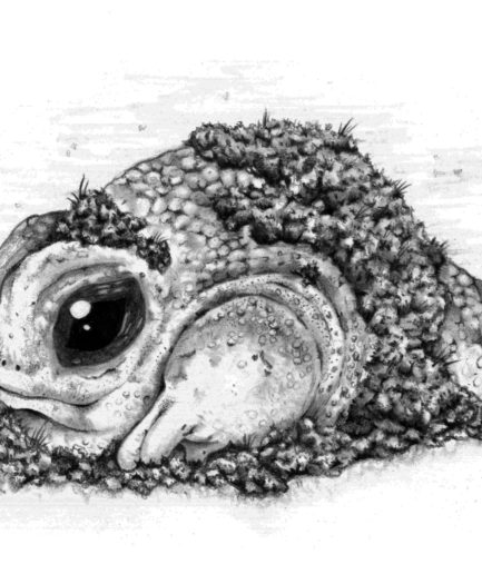 Phillip the Turtlefrog