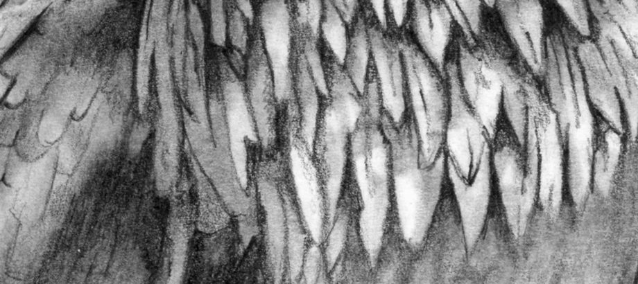 Aruthella-the-Raven-CloseUp